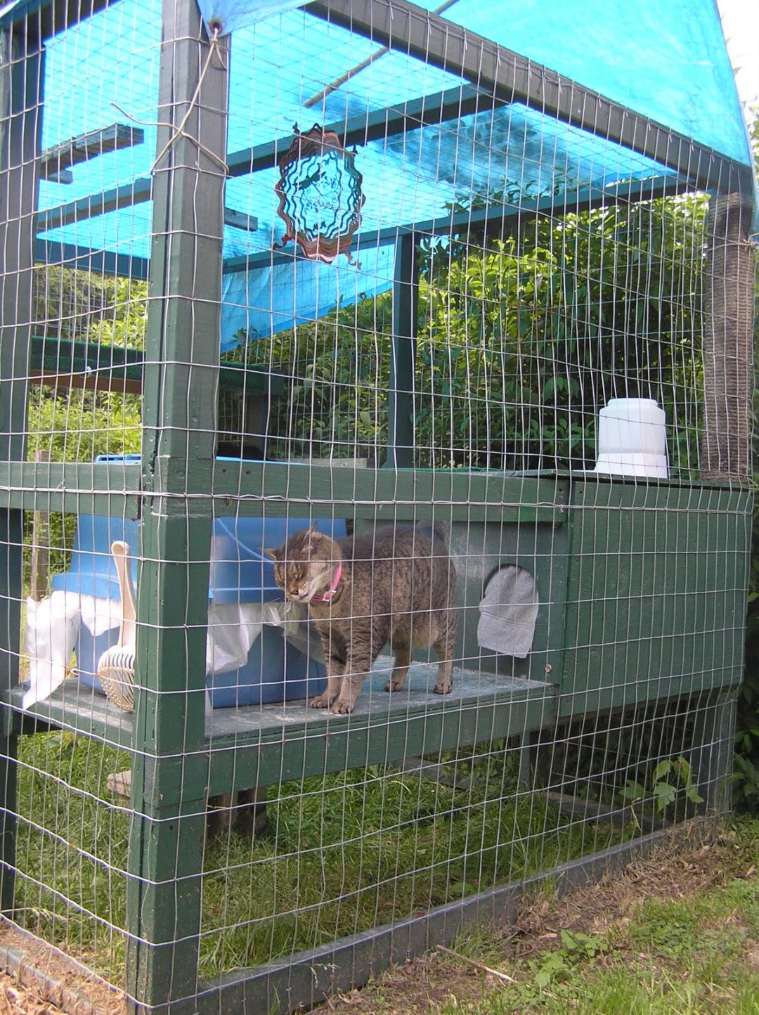 cat enclosure toys